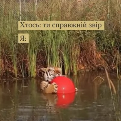 Надсилай це відео своєму знайомому тигру