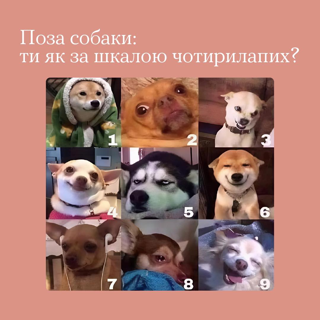 У кого теж псовий настрій сьогодні?